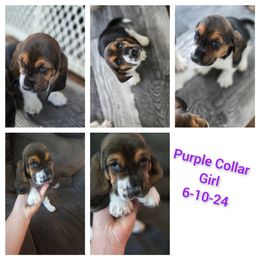 Purple AKC - Black brown and white Basset Hound puppy in Carleton, Michigan from Floppy Ears Farm