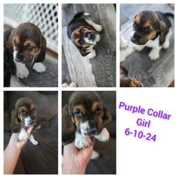Purple AKC - Black brown and white Basset Hound puppy in Carleton, Michigan from Floppy Ears Farm