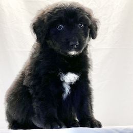 Aussiedoodle Puppies from Barefoot Acres NC Aussie Doodles