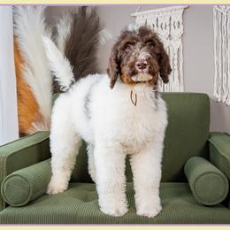 Romeo - Brown and white male Bernedoodle puppy in Connersville, Indiana from Deaz Doodle Ranch
