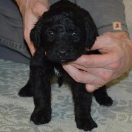 Bay - Phantom female Bernedoodle puppy in Clarinda, Iowa from Root and Branch Bernedoodles