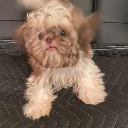 Gizmo 2200 dollars - Liver and white male Shih Tzu puppy in Cullman, Alabama from Divine Hill Farm