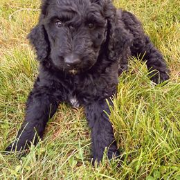 Goldendoodle Puppies from Luneckas Litters