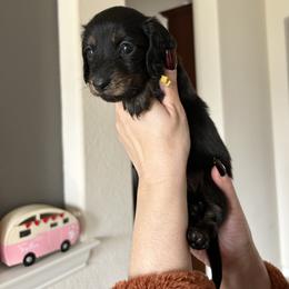 Yellow girl Piccalilli - Black and cream female Dachshund puppy in Hutto, Texas from R.G. Dachshunds