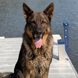 Beaucerons, German Shepherds, and Golden Retrievers from Von Zirbes Hundehutte