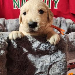 Orange - Golden female Golden Retriever puppy in Lucasville, Ohio from Halo Kennels