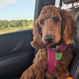 Snow White - Red  female Poodle puppy in Mongomery, Texas from Celestial Jewels Poodles