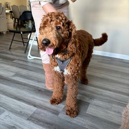 Goldendoodle All Grown Up from Doodlesbyhoney