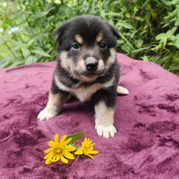 Jax - Black and tan male Shiba Inu puppy in Illinois from Precious-Puppies