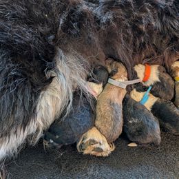Collie Puppies from Jordan Creek Collies
