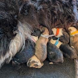 Collie Puppies from Jordan Creek Collies