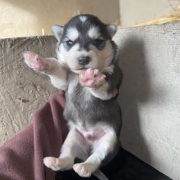 Boy 5 - Black and white male Siberian Husky puppy in Iron River, Wisconsin from Wiemeri Siberians