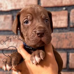 Bumble - Chocolate male Great Dane puppy in Norton, Ohio from Guilty Pleasure Great Danes & Frenchies