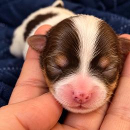 Moses — Our Little Leader - Chocolate tan and white male Biewer Terrier puppy in Sanford, Florida from Biewer Terriers of Florida Dawn