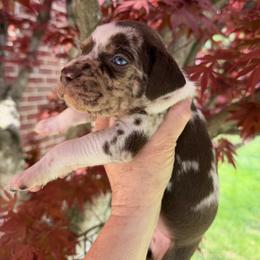 2 males - Red merle male Catahoula Leopard Dog puppy in Manchester, Tennessee from Middle TN Leopard Catahoulas and Middle TN Bassett Hounds