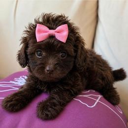 Le Ve Est Bel (Bella) - Brown female Shihpoo puppy in Delphos, Ohio from Route 66 Puppies
