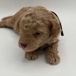 Walnut - Cream male Poodle puppy in Southampton, New Jersey from Lavishly Loved Pets LLC