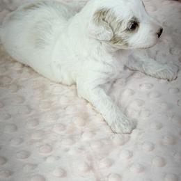 Poppy - Parti female Goldendoodle puppy in Millersburg, Ohio from Ohio Puppy Paws