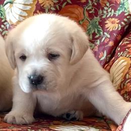 Boy 1 - Yellow male Labrador Retriever puppy in Jamestown, Ohio from Heartlands Quality Labrador Retrievers