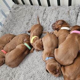 Irish Setter puppies from Rocky Mountain Irish Setters