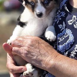 Miniature Australian Shepherd Puppies from Puddles True Mini Aussies