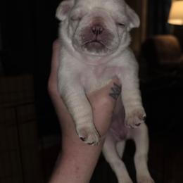 Girl 5 - White female Pug puppy in Spokane, Washington from Kapelac's Royal Pugs