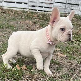 Pink collar - Cream female French Bulldog puppy in Union City, Tennessee from West Tennesse Frenchies