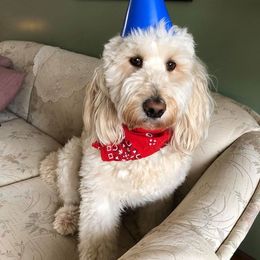 Goldendoodle, Poodle, and Sheepadoodle All Grown Up from Brewer's Goldendoodles & Sheepadoodles