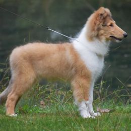 Wallace - Sable and white male Collie puppy in Danville, Pennsylvania from Brookwood Collies, Smooth & Rough
