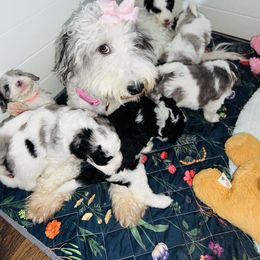 Bernedoodle and Goldendoodle Puppies from The Beach Doodles