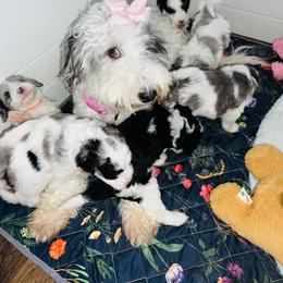 Bernedoodle and Goldendoodle Puppies from The Beach Doodles