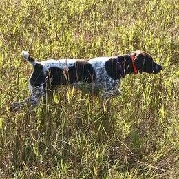 MALIBU - German Shorthaired Pointer