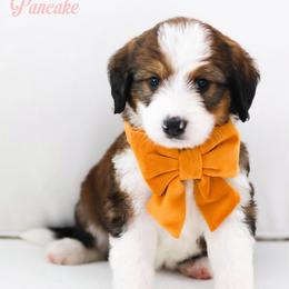 Pancake - Sable female Bernedoodle puppy in Diamond Bar, California from Furrytaildoodles