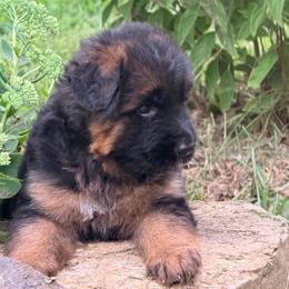 Girl 3 - Aspen - Black and red female German Shepherd puppy in Watervliet, Michigan from Von Kingsburg Shepherds