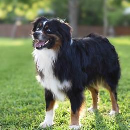 Jackson - Miniature Australian Shepherd