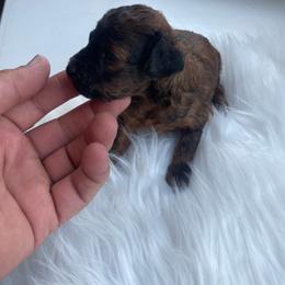 Rocky - Sable male Poodle puppy in Apex, North Carolina from Happy puppies