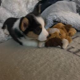 Boy 1 - Black and tan male Pembroke Welsh Corgi puppy in Tucson, Arizona from Sierrita Mountain Corgis