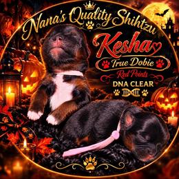Kesha - Black white and silver female Shih Tzu puppy in Sacramento, California from NANA’S  QUALITY SHIH TZU'S