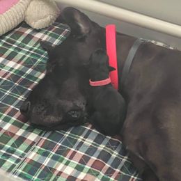 Great Dane Puppies from Amor Mio Great Danes