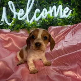 Lindsey - Piebald female Dachshund puppy in Lake City, Florida from My Ditzy Doxies of Florida