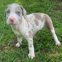 Black collar female - Blue merle female Catahoula Leopard Dog puppy in Gadsden, Alabama from Rich Cat’s