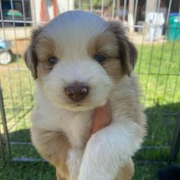 Cookie Dough - Red merle male Miniature Australian Shepherd puppy in Sonora, California from Quarle Ranch Mini Aussies