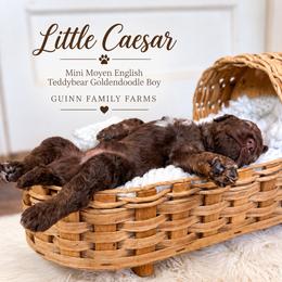 Little Caesar Chocolate English - Chocolate male Goldendoodle puppy in Grove, Oklahoma from Guinn Family Farms