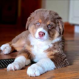 Tandy - Red tri-color female Australian Shepherd puppy in Spencerville, Ohio from Awesome Wigglin Aussies