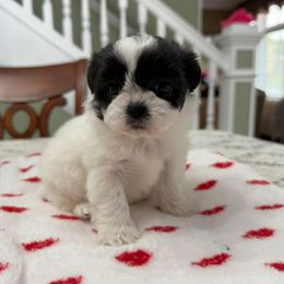 Princess Paisley - Black and white female Shihpoo puppy in Whitehall 18052, Pennsylvania from Lilli’s Shih tzus and Shih poos