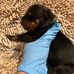 Pick 5 - Black and mahogany male Rottweiler puppy in Lyons, Indiana from White River Rottweilers
