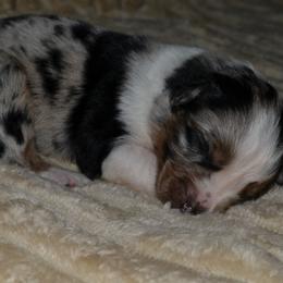 Girl 2 - female Australian Shepherd puppy in Marshall, Texas from Flying S Aussies
