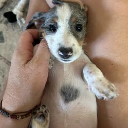 Dahlia - Dapple female Dachshund puppy in Bruceton, Tennessee from Dachshund Dreams (miniature)