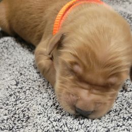 Tangerine - Golden Retriever puppy from Copperhead Creek Goldens