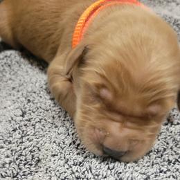 Tangerine - Golden Retriever puppy from Copperhead Creek Goldens